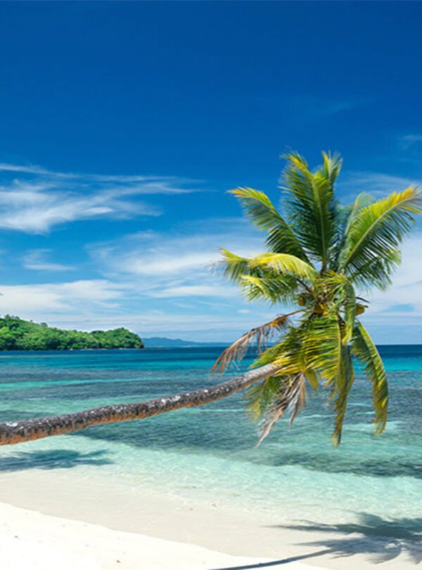 fiji-palm-tree-getty